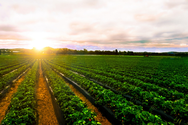 crop fields artificial intelligence consulting