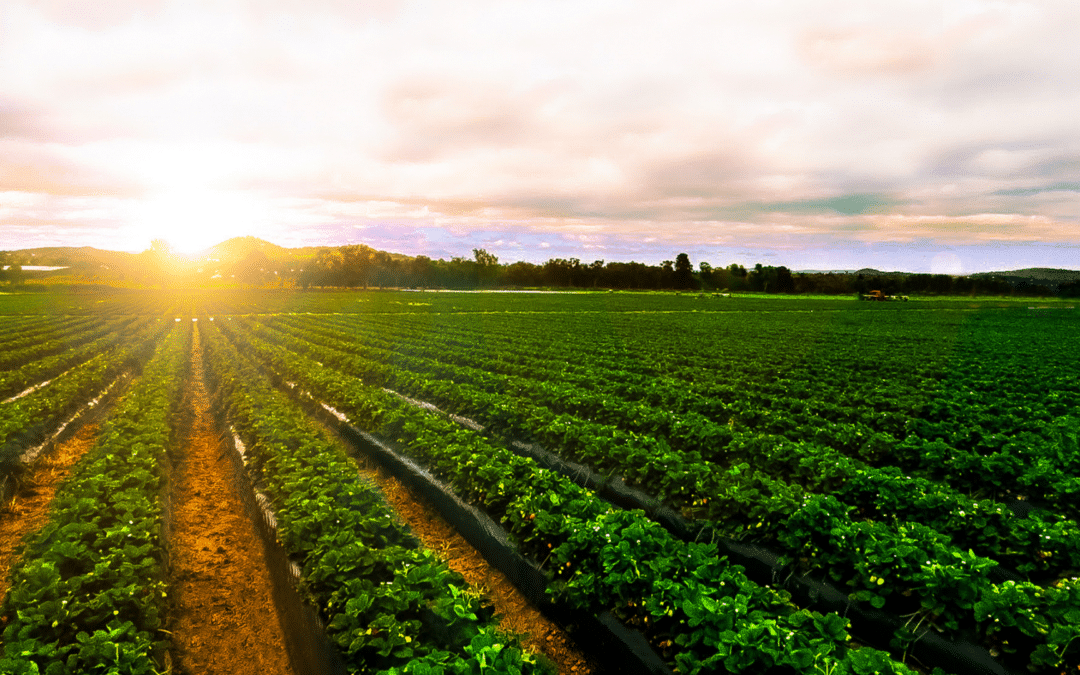 Shaping the future of commodity trading with predictive analytics