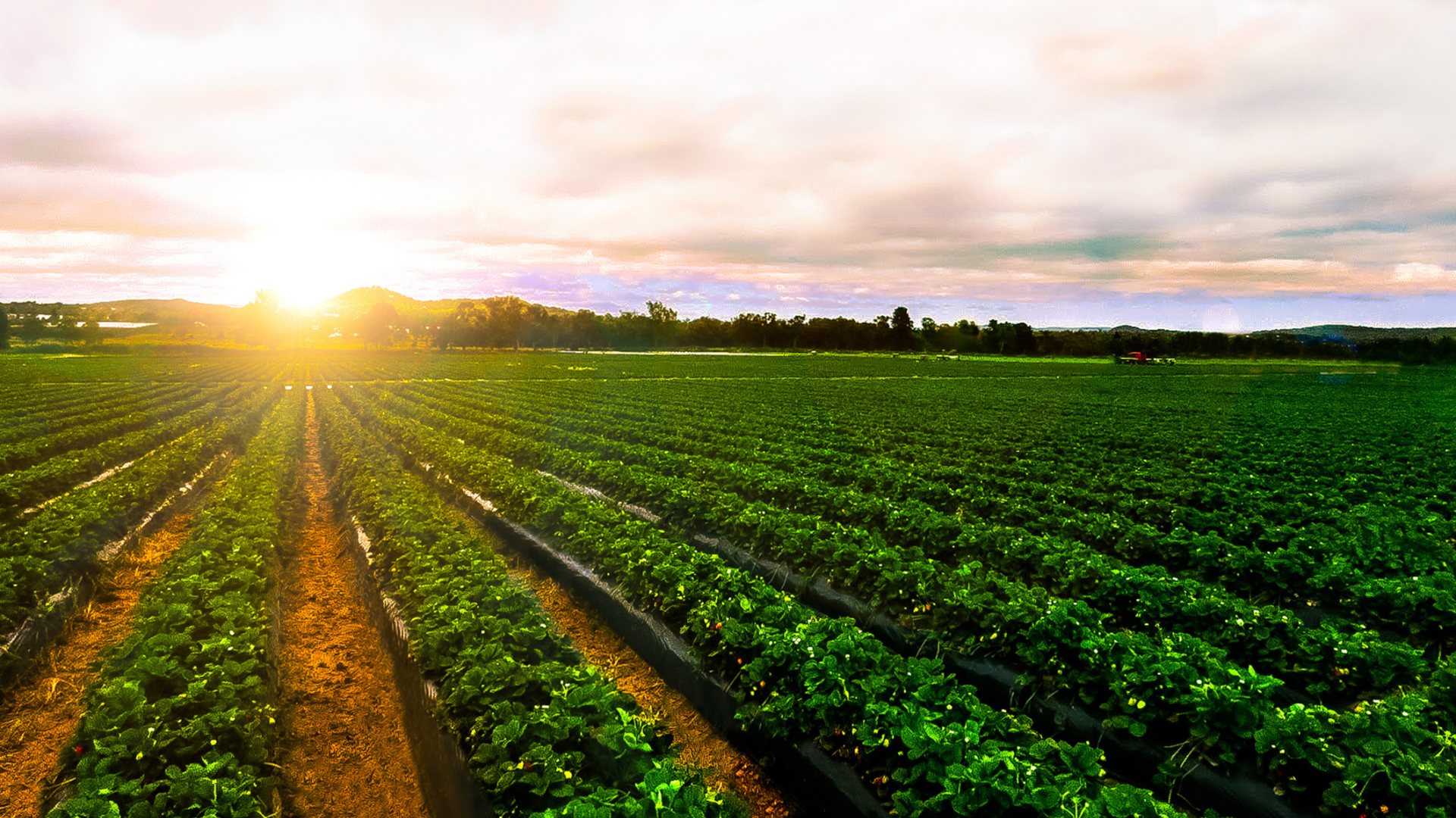 Shaping the future of commodity trading with predictive analytics
