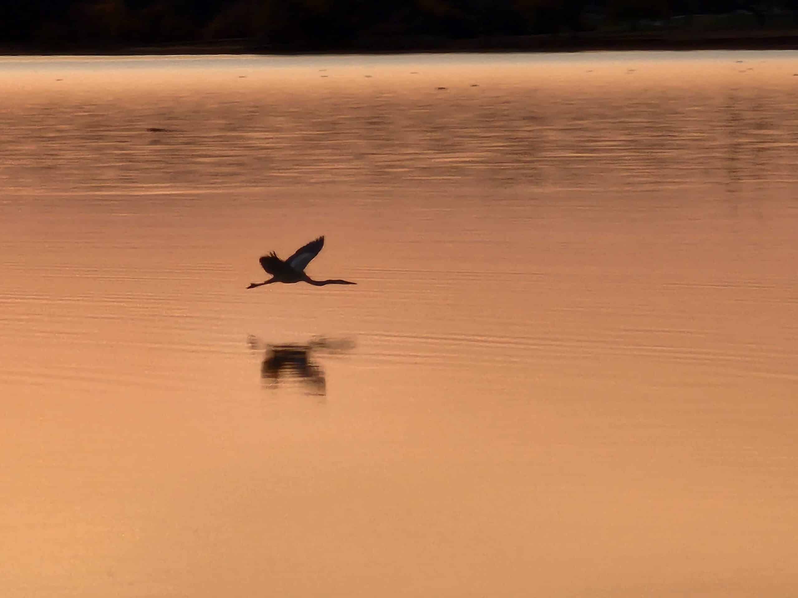 bird scaling lake aha alchemy